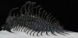 Spiny Comura Trilobite - Exceptional Specimen #38615-2